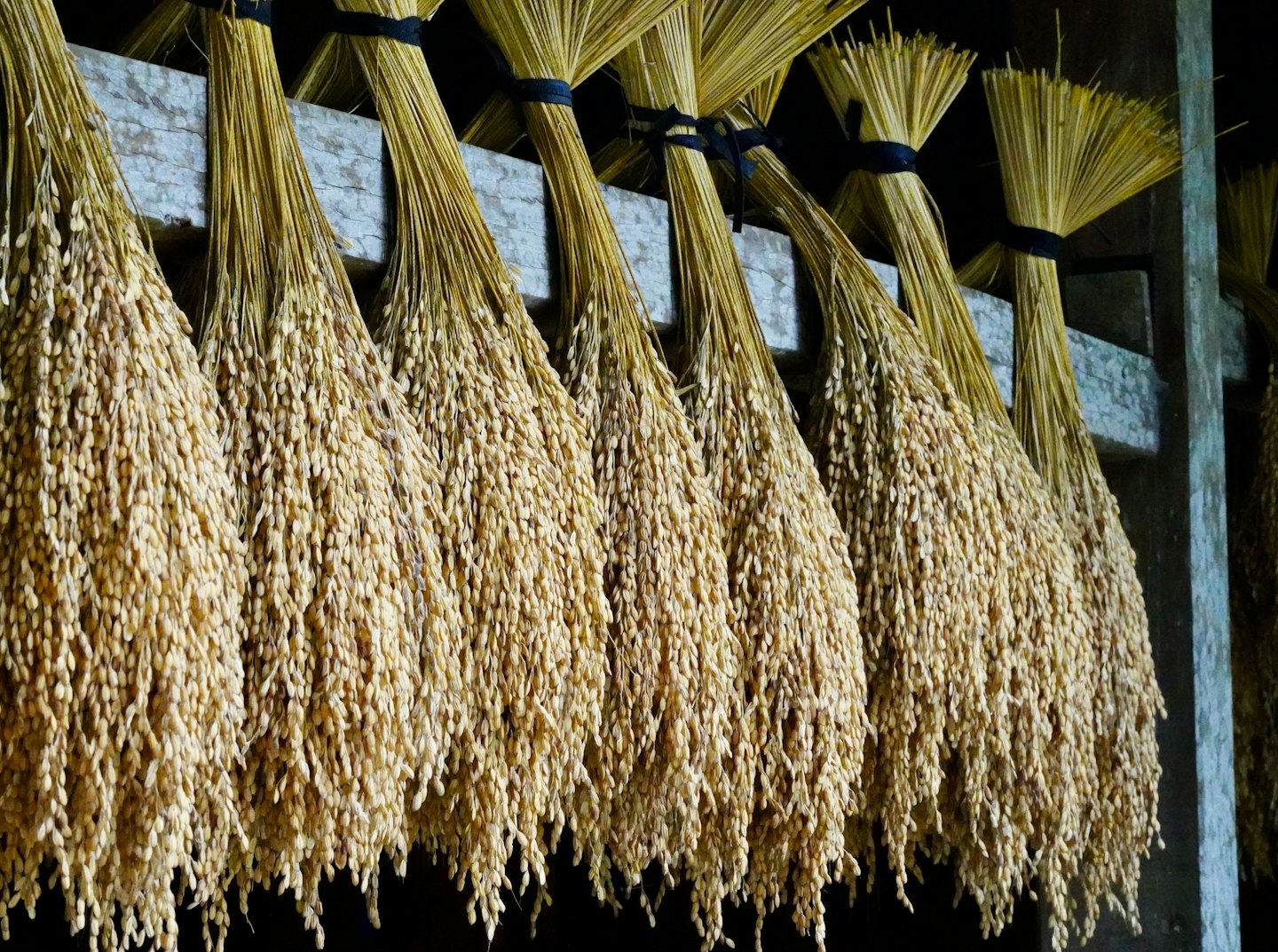 Bundles of dried rice stalks hanging from a wooden beam.